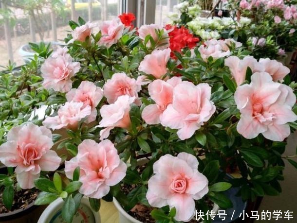 养花浇水是“功夫”,记住1个“原则”,永远浇不死,越长越旺!