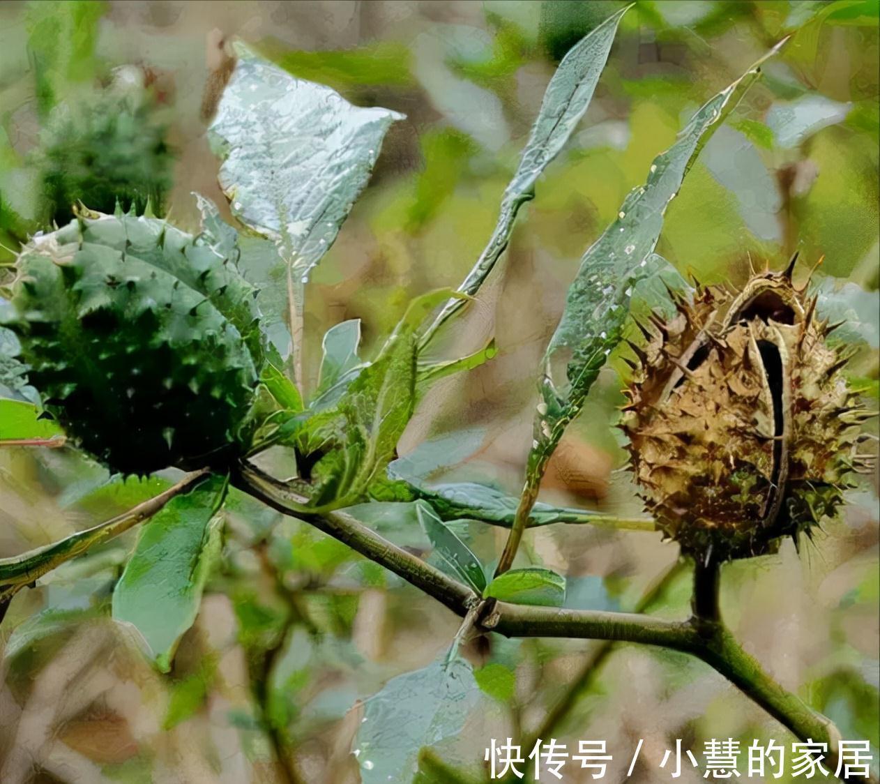 “美丽有毒”的植物，快来认识11种“毒花毒果”，不吃亏不上当
