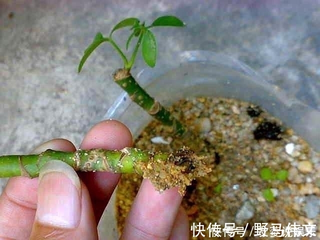 叶片|这5棵“树”太贵了,偷偷摘一截枝条就养活了,不用花钱买啦!