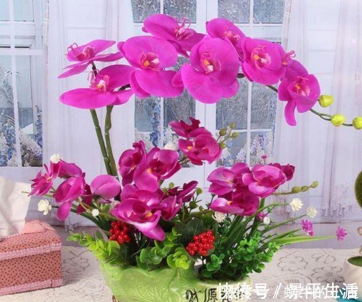 浇水|4种真正“开花王”,沾土就活,家里养一盆,招财又纳福!