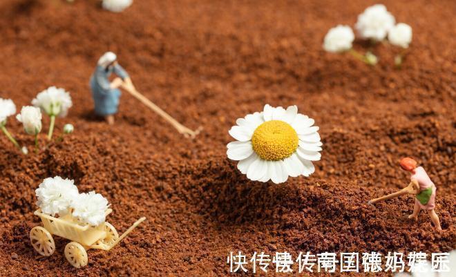 旧土|养花换下来的旧土别扔,加4种东西,比新土还好用