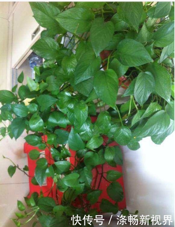 夏天|夏天扦插绿萝,就用3种方法,1个月爆满盆!几乎人人都在养