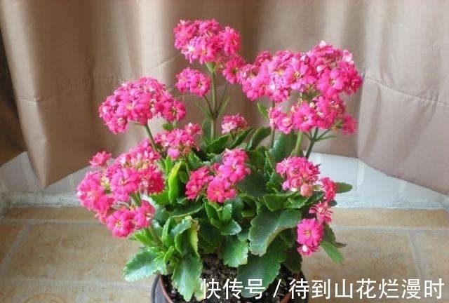 入秋后长寿花瘦了怎么办?给它喂“3种猛料”,10天长成小胖墩