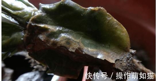 高温下想要蟹爪兰不烂根不掉叶,这么养就对啦