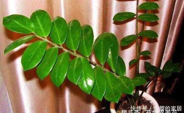 叶子|养金钱树做好两件事,一年“撑破盆”,新芽比老叶还多