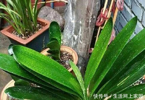 大妈把吸管筷子插花盆,解决了养花人的“2大难题”,朋友都效仿!