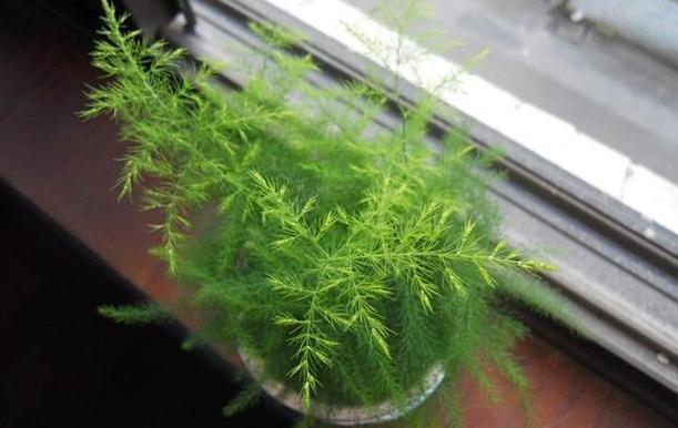 养殖花卉关键得选对花盆错了，会给植物带来3点''致命伤''