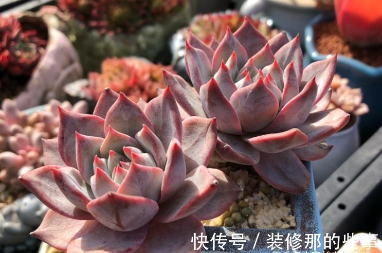 奥普琳娜|非开挂区的多肉如何安全度夏?我按照自己的养护经验来告诉你答案