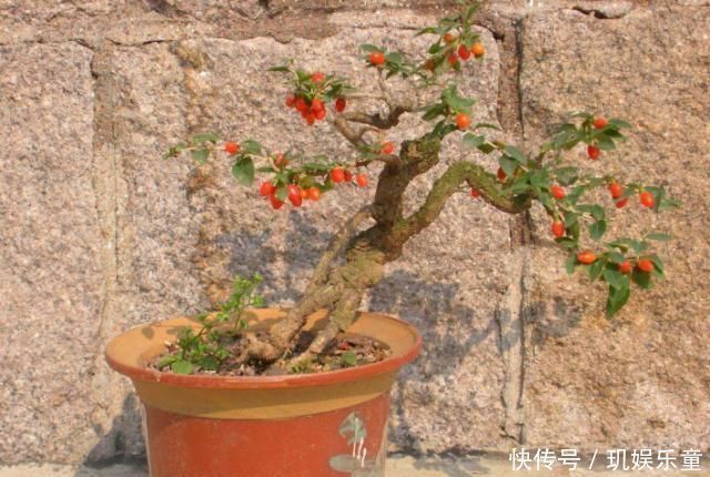 黄杨树|这“3种树”平凡不起眼,做成盆景贵气十足,养上3年,价格翻几倍