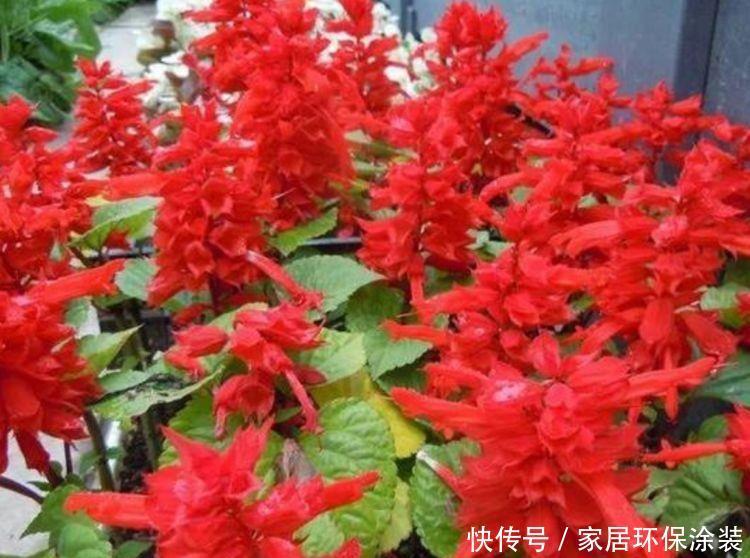 4款花卉,花大色艳花期长,养客厅一盆,香飘四溢