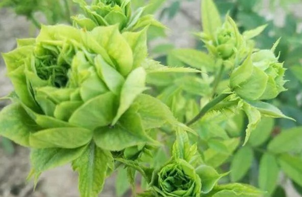 喜欢玫瑰，就养盆“精品”结绿珍，开花碧洁如玉，比菊花更美