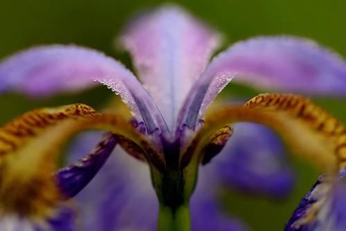 “马兰花马兰花，风吹雨打都不怕”，童谣马兰花究竟是什么花？