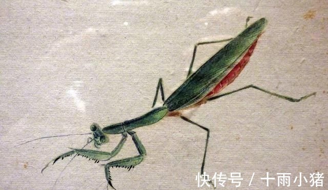 白石老人@齐白石画的小虫子,放大5倍以上欣赏,翅膀上的脉络真实细腻!