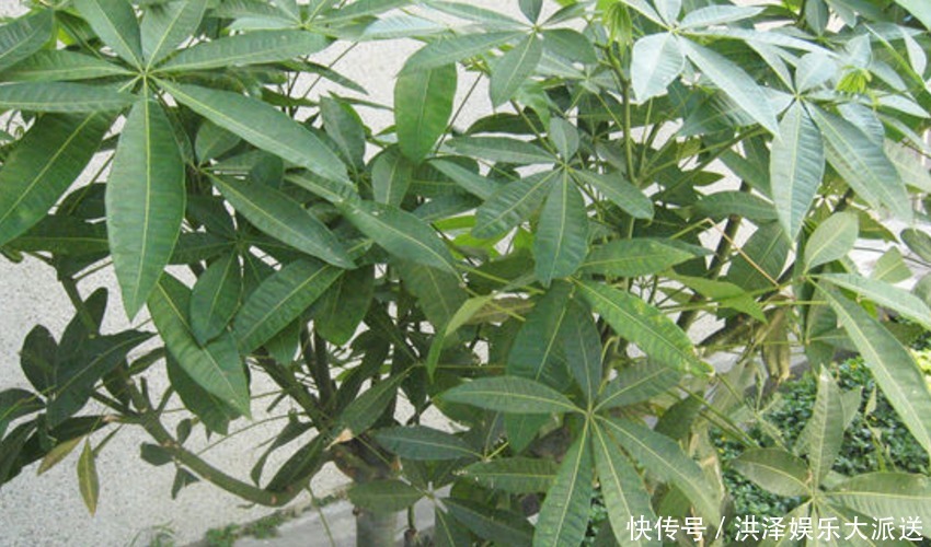 扦插|枝繁叶茂财运旺的发财树,适合家庭盆栽,该怎么养护呢