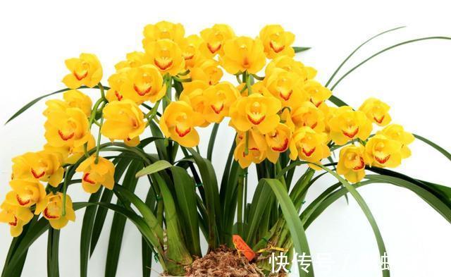 家中养护兰花,使用简单的“肥液”,新芽蓬发,轻松开花