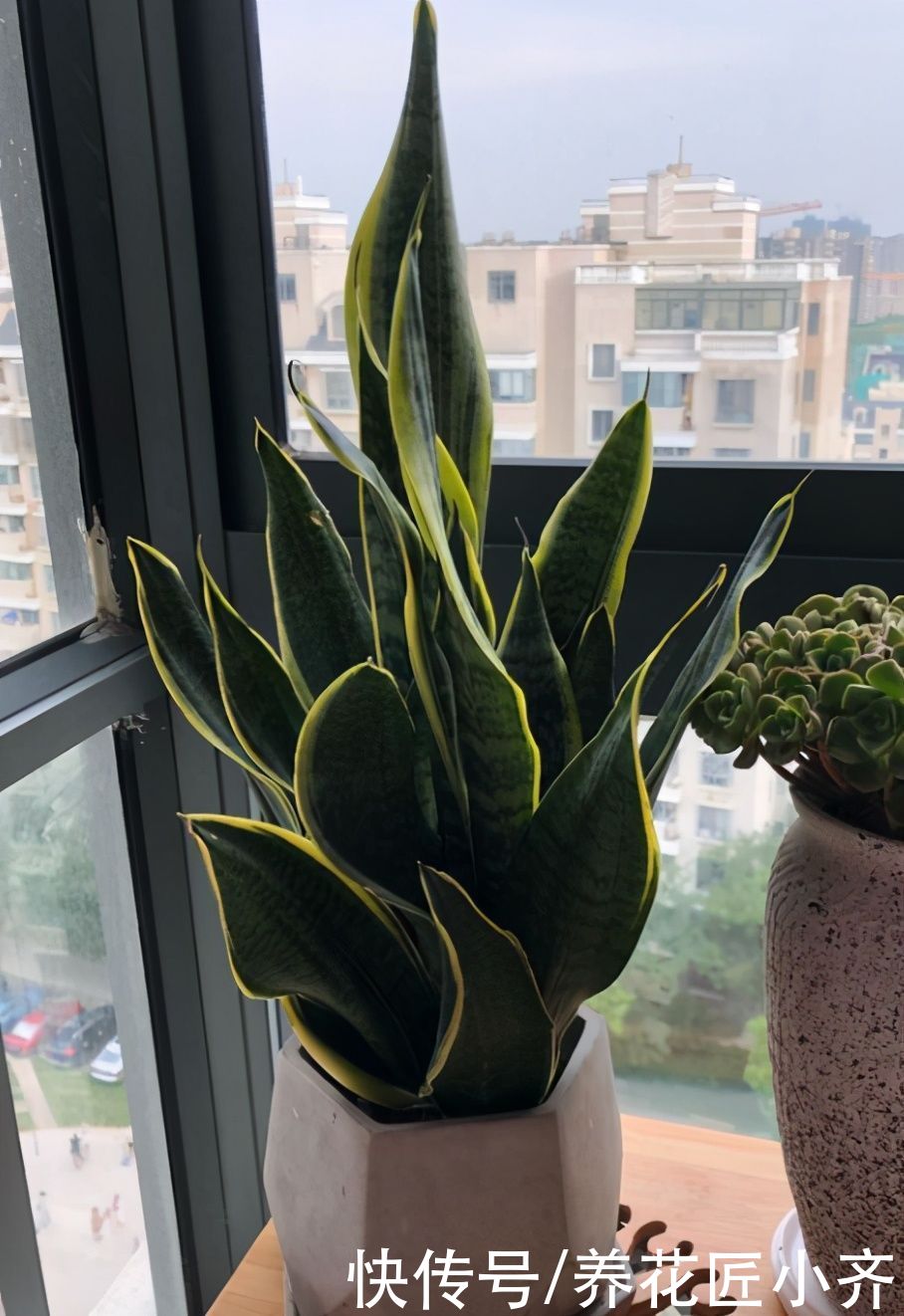 挤爆盆|现在进入夏季,虎皮兰有“三怕”,新手掌握好,底部不断冒新芽
