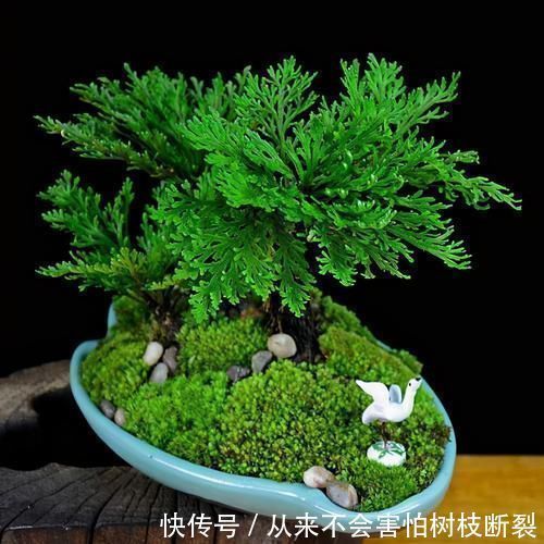 上山见到这一植物,不要轻易采挖,保护住它!