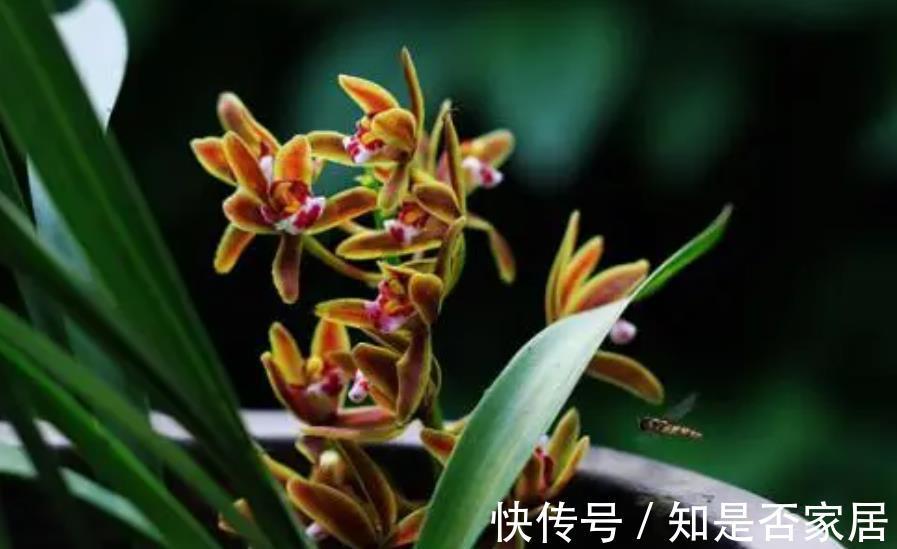 苗壮花芽|8月养兰花，做好1件事，苗壮花芽多，错过等一年