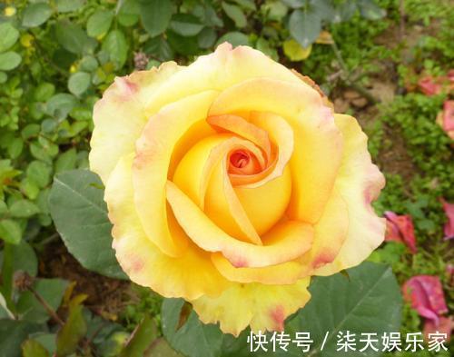 花友|花谢后做这一步，3天窜8个芽，一个月就爆盆！