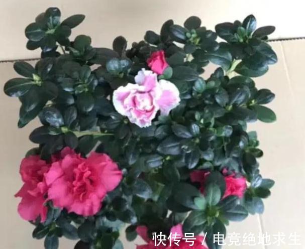 浇灌|冬天怎么养护杜鹃花,注意4点,花开满枝头