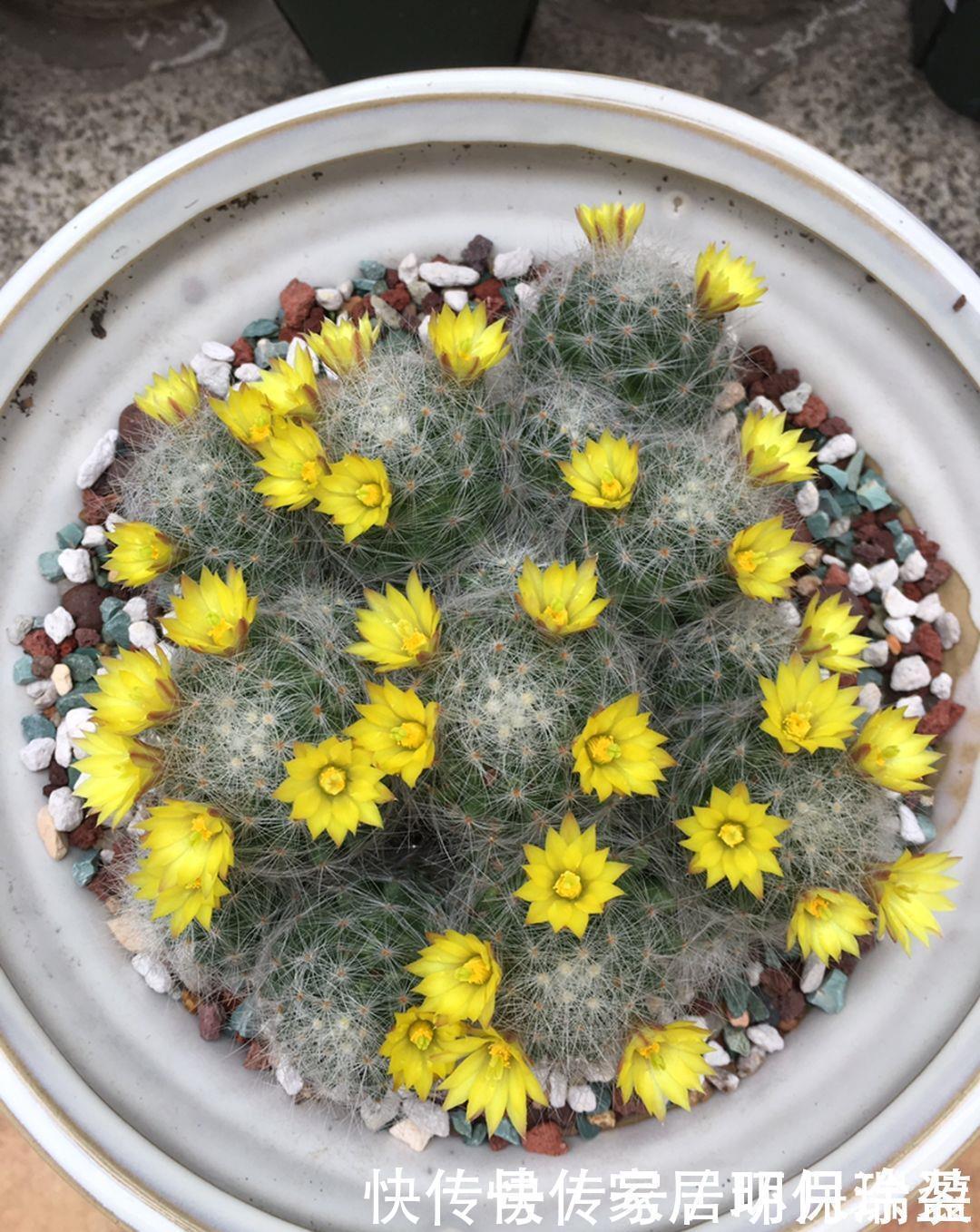 铜钱草|养花达人:张大爷家的花,1年养成“大转盘”,1次冒出25个头!