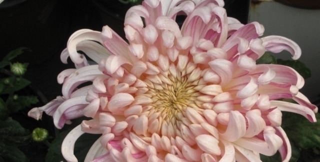 四种老年人适合养的花,又容易养又能让他们打发时间!