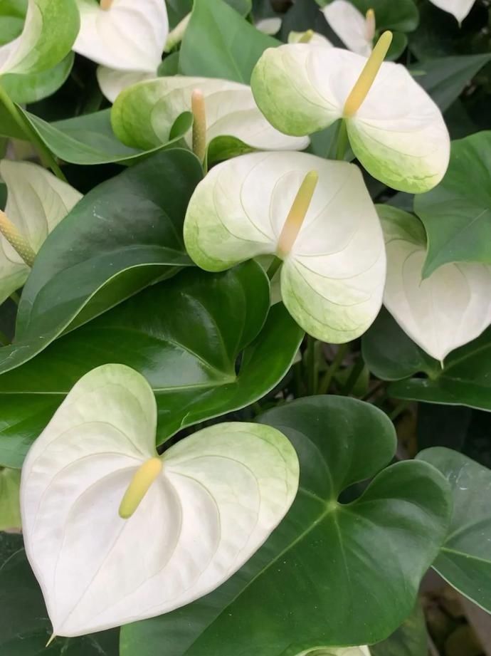  惹人爱|美丽晋宁：小小红掌色彩多，心形花朵惹人爱