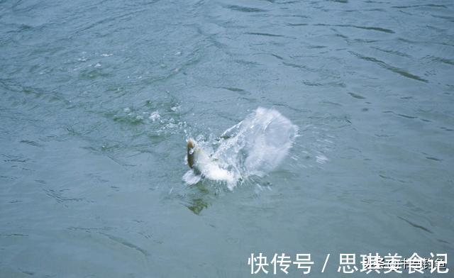 食物链|钓了一场鱼结果被判刑!钓友一脸问号?我是犯了什么罪?什么情况