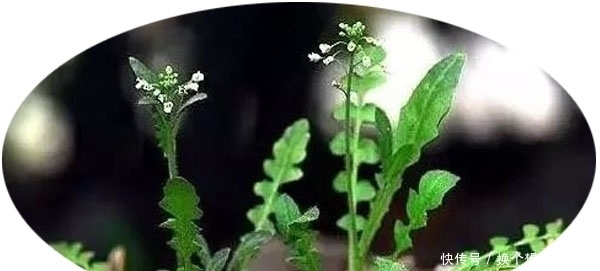 黄渤爱吃野菜,但野菜怎么做?得看汪曾祺!|青书单| a8748