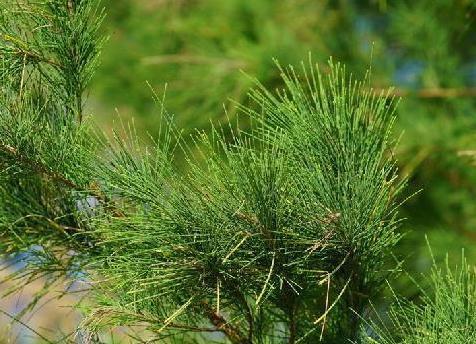 树皮|忠诚的海疆卫士——木麻黄