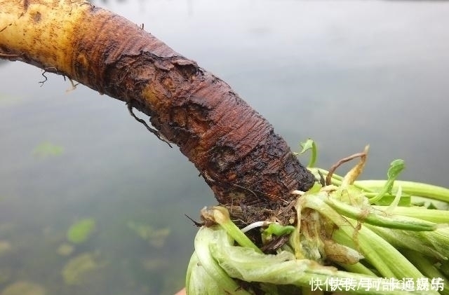 野草|农村一种野草，人称“金不换”，脚崴了捣碎敷上很快就好