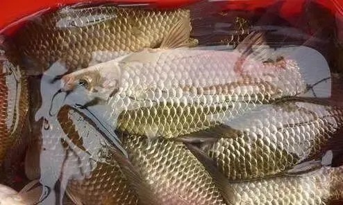 这种鲫鱼顶级钓法,会的人不多,绝对实力技能,不要白不要!