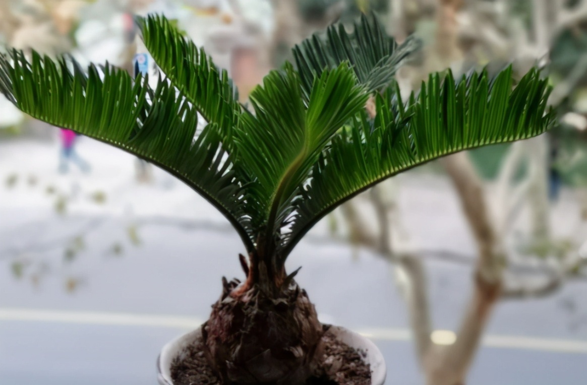 养花贵精不在多，3种花入手不后悔，谁看了都喜欢