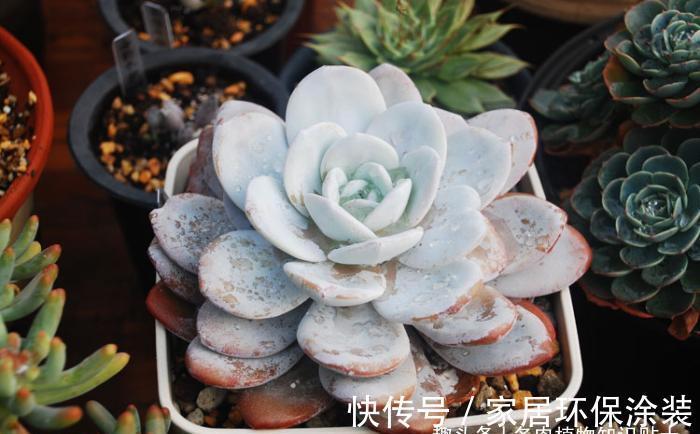 景天|景天养护攻略,多肉植物这样种才能活得久