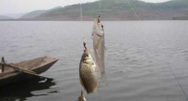 大鲫鱼的“哭泣”躲在河中心都没用,最终沦为钓鱼人的盘中餐?