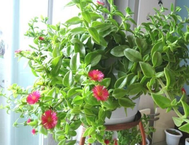 家里养此款花卉，便宜又好养，满屋飘香，庭院养，十里飘香