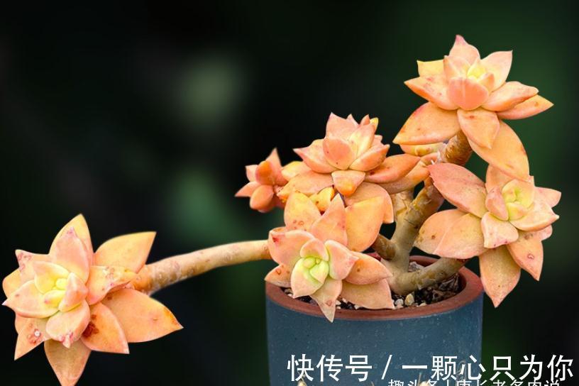布丁|橙色恋人——叶形像胧月,颜色像布丁的多肉,我觉得你多半没养过