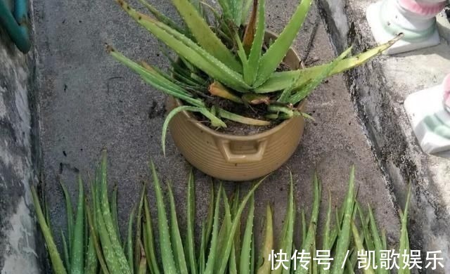 浇水|10年芦荟老桩,做成盆景超级好看,观赏价值特别高