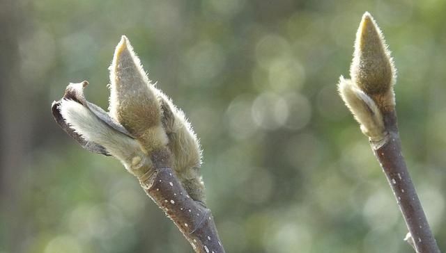 白芷|此物“专通鼻窍”,可解各种鼻窍病证,但唯有初春可采,切勿错过