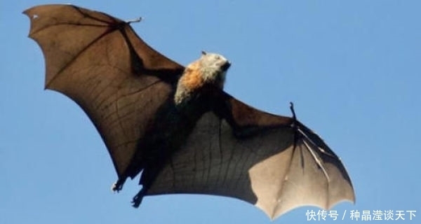 10种动物拥有人类羡慕的 超能力 第5种心脏和大脑可以再生 快资讯 10种动物拥有人类羡慕的 超能力 第5种心脏和大脑可以再生 快资讯