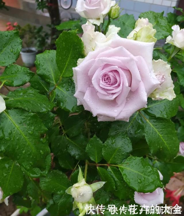 绣球|3种花养在小盆里,2年变老桩,茎干粗壮开花香,1次能开50朵