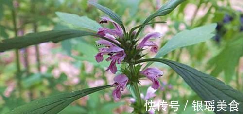 月经|月经量少的女人,生活中没事多吃“它”,补充雌激素,卵巢不早衰