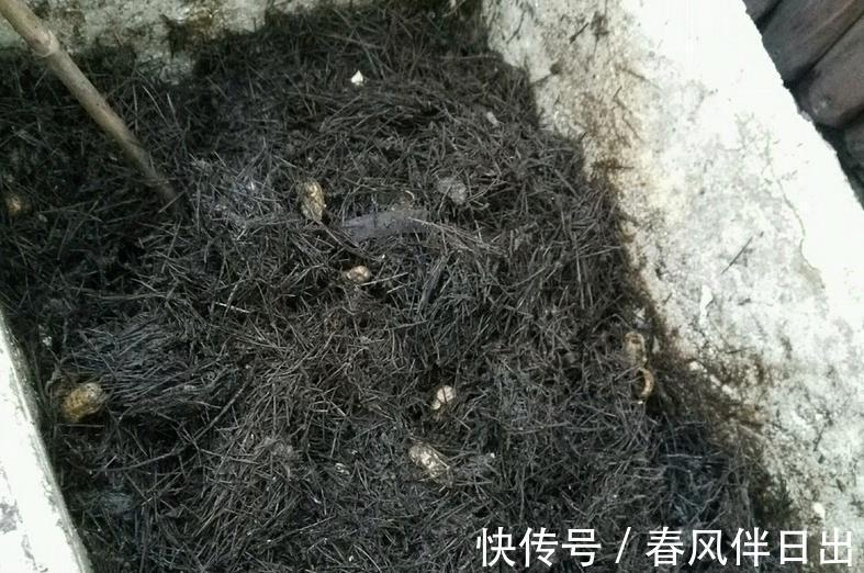 养花|奉劝新人朋友：密封发酵植料，加些它们，养花效果更好！