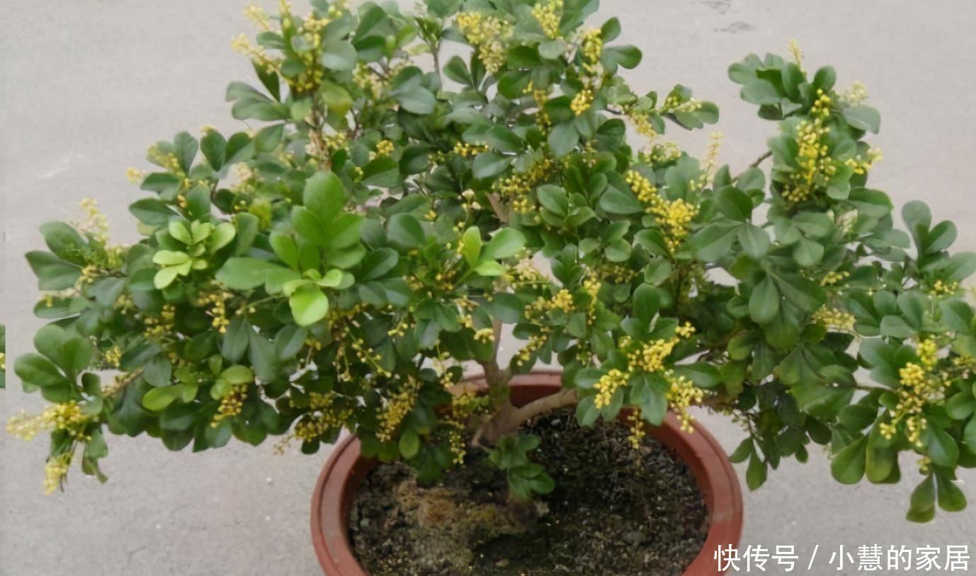 简单|6种四季常开的花,开花量大花香浓郁,养护简单爱开花