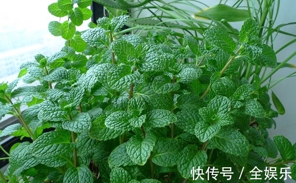 老一辈|农村老一辈才知道的野草，图一不再用了，图三如今一斤高达百元