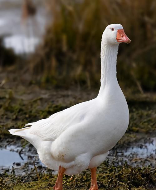  鹅肝|法国鹅肝贵，为啥不吃便宜的中国鹅肝，吃货：差距不是一般地大