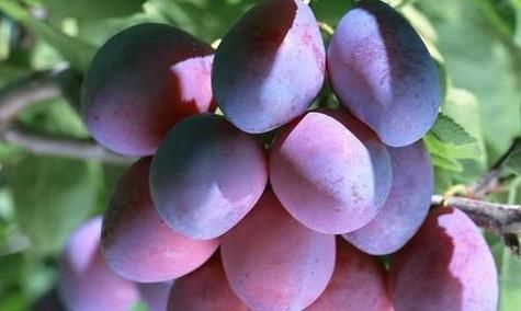 女性不能錯(cuò)過此零食，每天幾顆，不貧血了，色斑淡了，視力更清晰