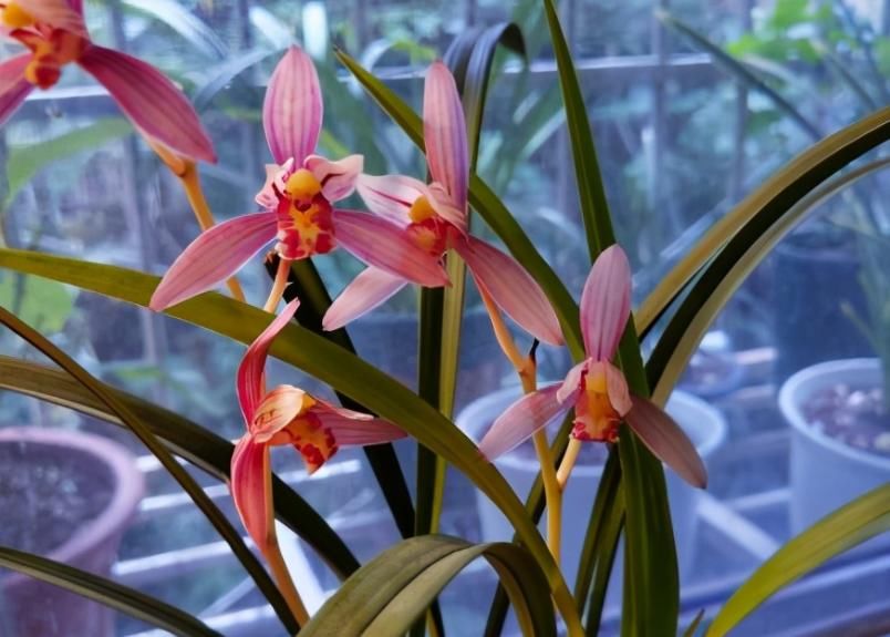 市长红，1款被名字耽误的兰花，开花勤，香味浓郁