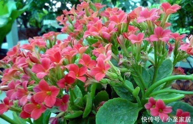 月季花|五种花就要勤修剪,越剪开花越多、越茂盛,要不花量少又难看