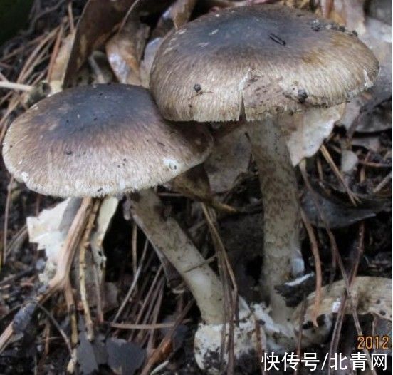 死亡率|死亡率极高！贵州人很爱吃的这种野味，又到中毒高发期